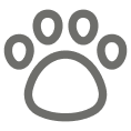 Pet Insurance